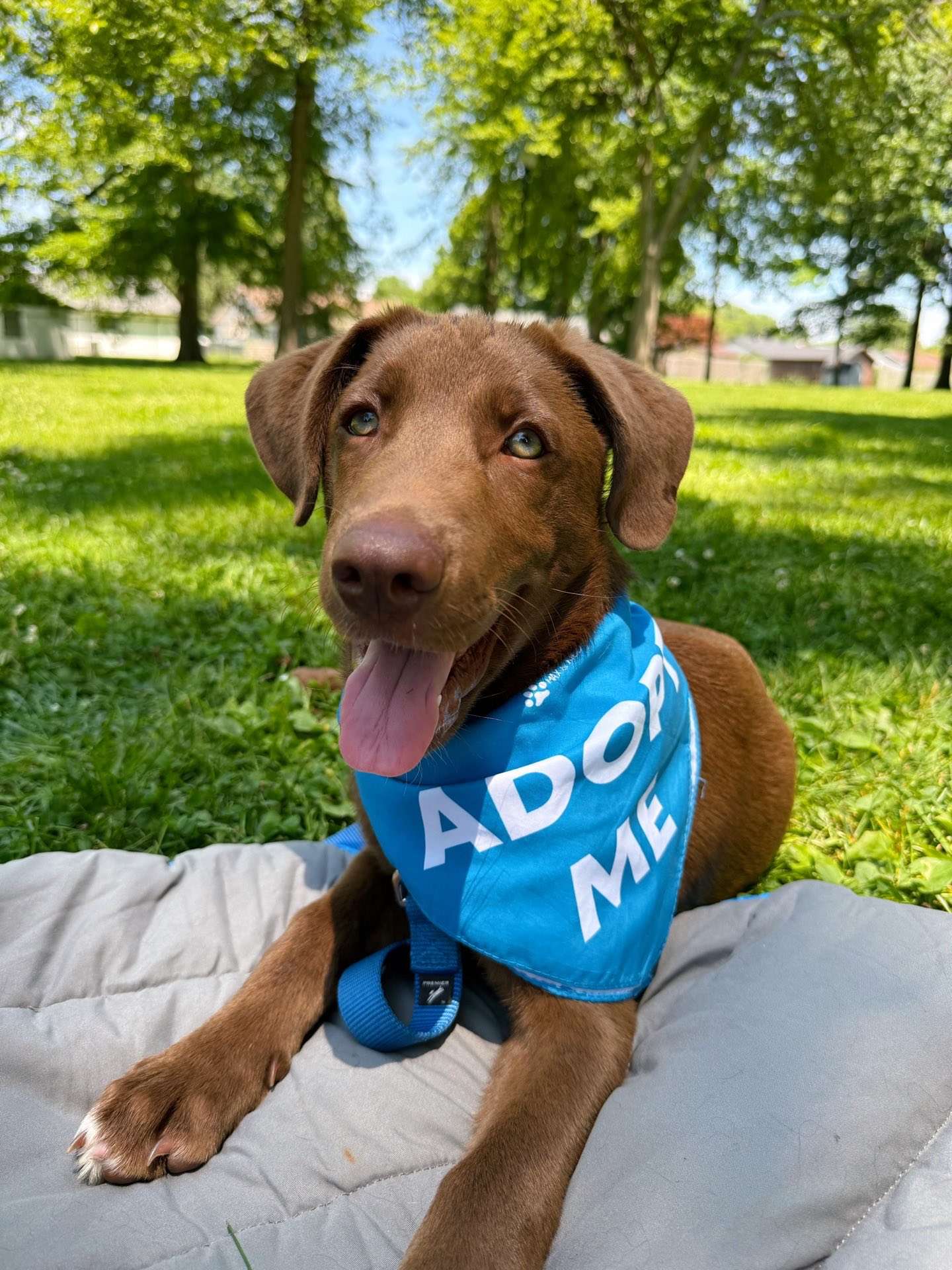 ChocolateLab